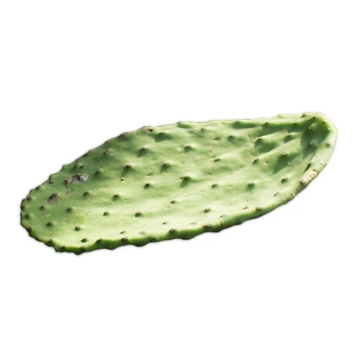 Kaktusblöð
