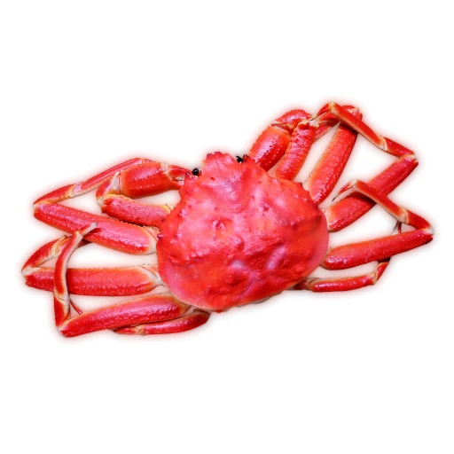 Queen Crab