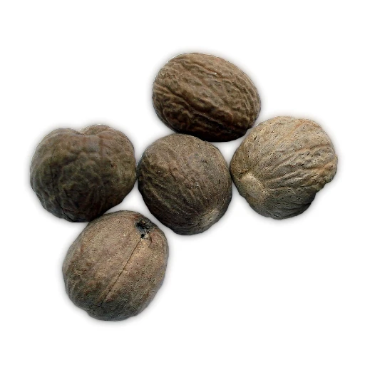 muskottipähkinä