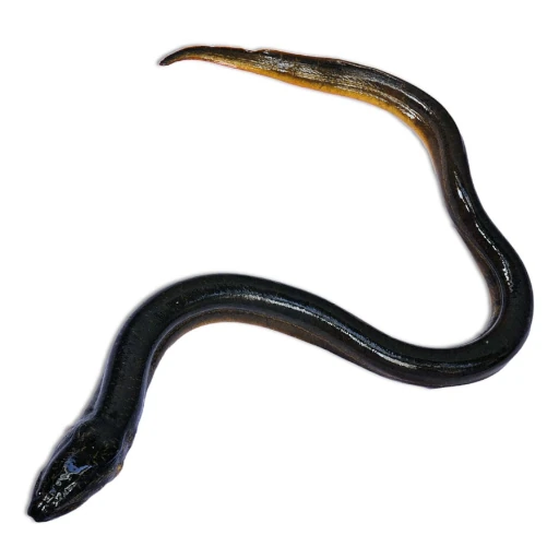 european-eel
