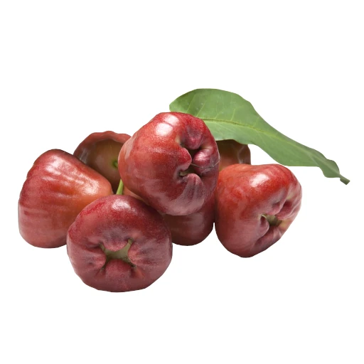 Java epli