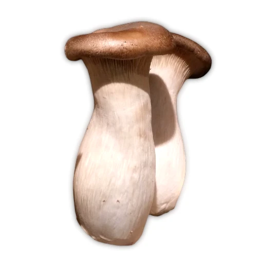 King Trumpet Mushroom