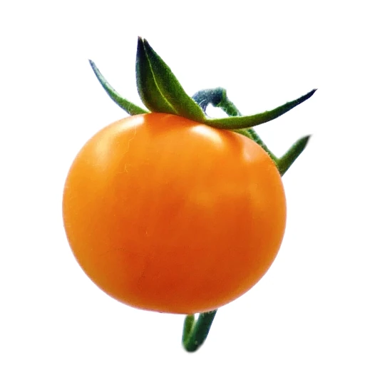 Oranssi tomaatti
