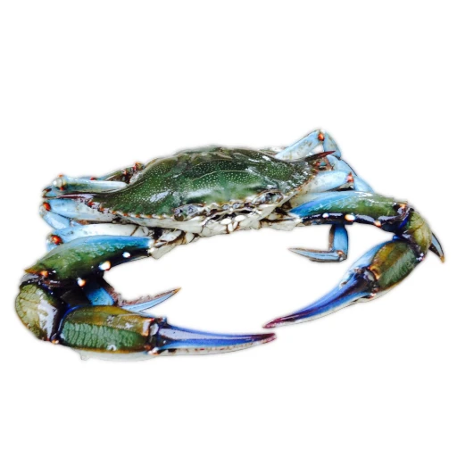 Chesapeake Blue Crab